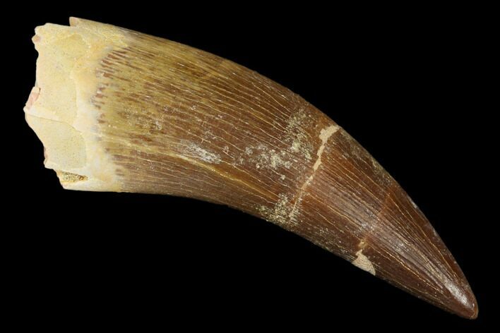 Fossil Plesiosaur (Zarafasaura) Tooth - Morocco #176895